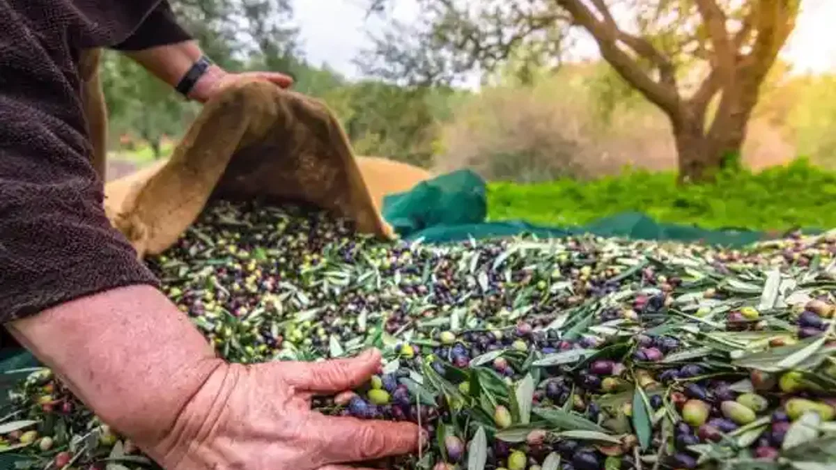 Türkiye sofralık zeytin ihracatında 210 milyon dolara ulaştı