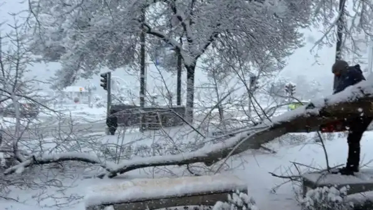Ordu’da şiddetli kar, ağaçlara zarar verdi