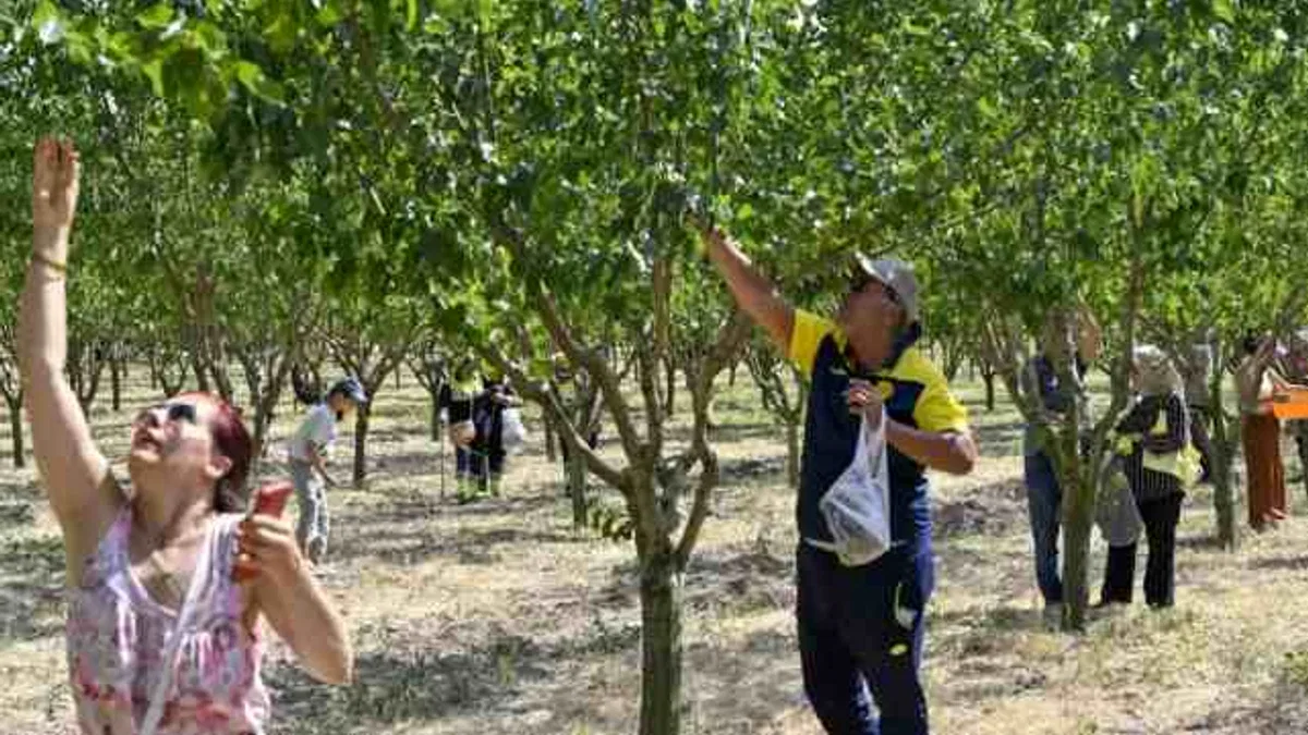 Başkentliler ATA Çiftliği’nde hasat coşkusunu yaşadı