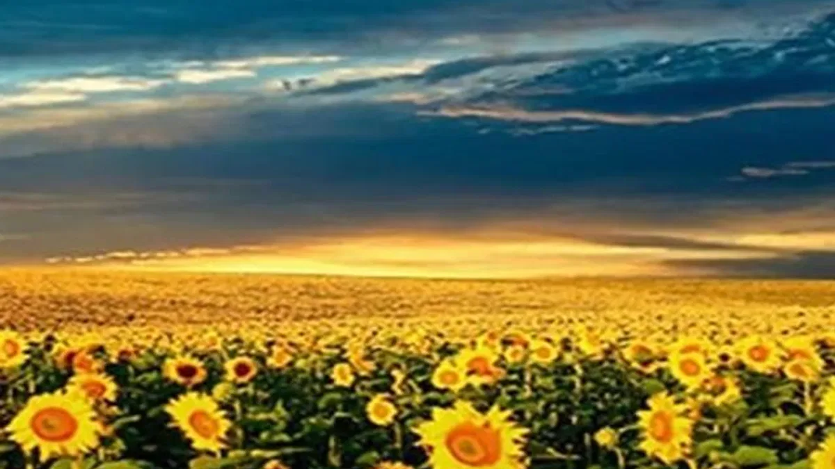 Ayçiçeği ön alım fiyatı belli oldu