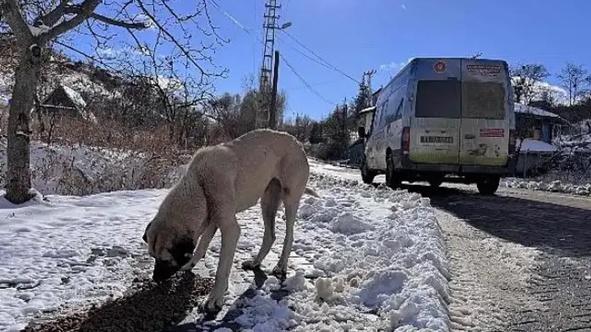 Keçiören Belediyesi can dostları unutmadı