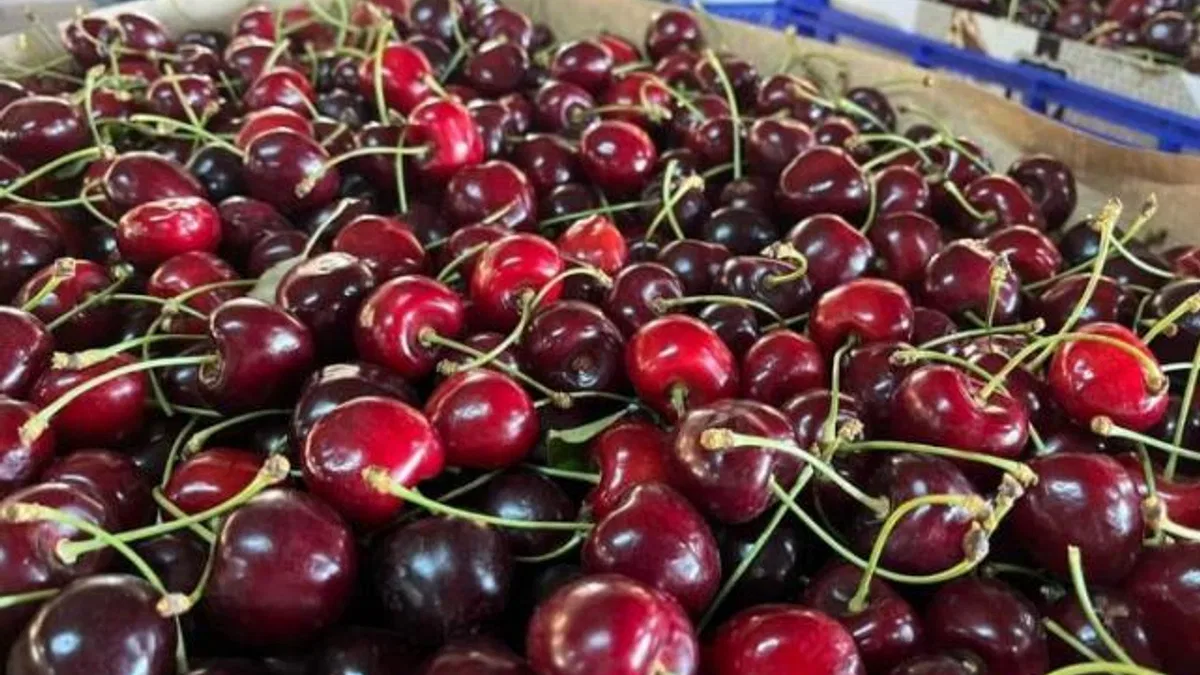 Keles Kirazı hasadı başladı! İşte ihracat fiyatı...