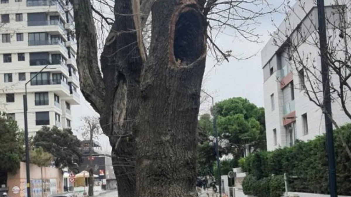 Kadıköy’de hasta ağaçların yerine yenileri dikilecek