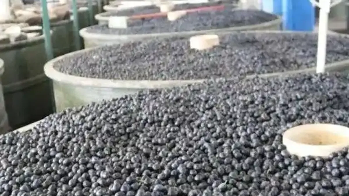 Marmarabirlik'in yeni ödeme belli oldu... Zeytin üreticisine üçüncü dilim ödemeler 6 Aralık'ta