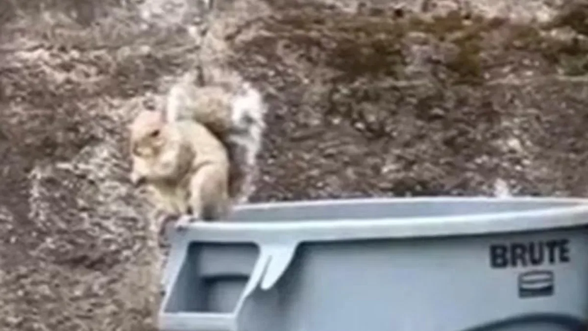 Kedi köpek yok ama... ABD'de sokakta dahi yürürken karşılaşılan ilginç yabani hayvanlar