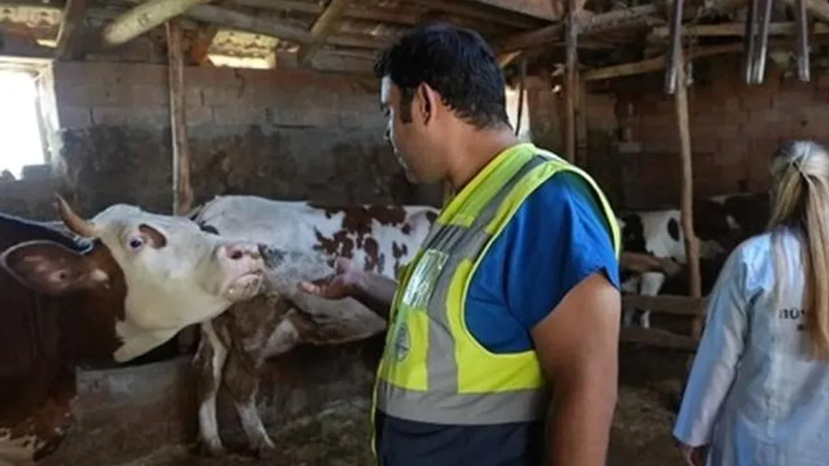 Denizli Büyükşehir’den üreticilere ücretsiz veterinerlik desteği
