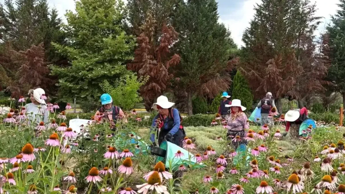 Kocaeli'de TABİP projesinde 41 tür bitkinin hasadı yapıldı