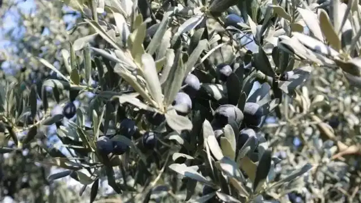 Marmarabirlik rekor seviyede rekolte bekliyor