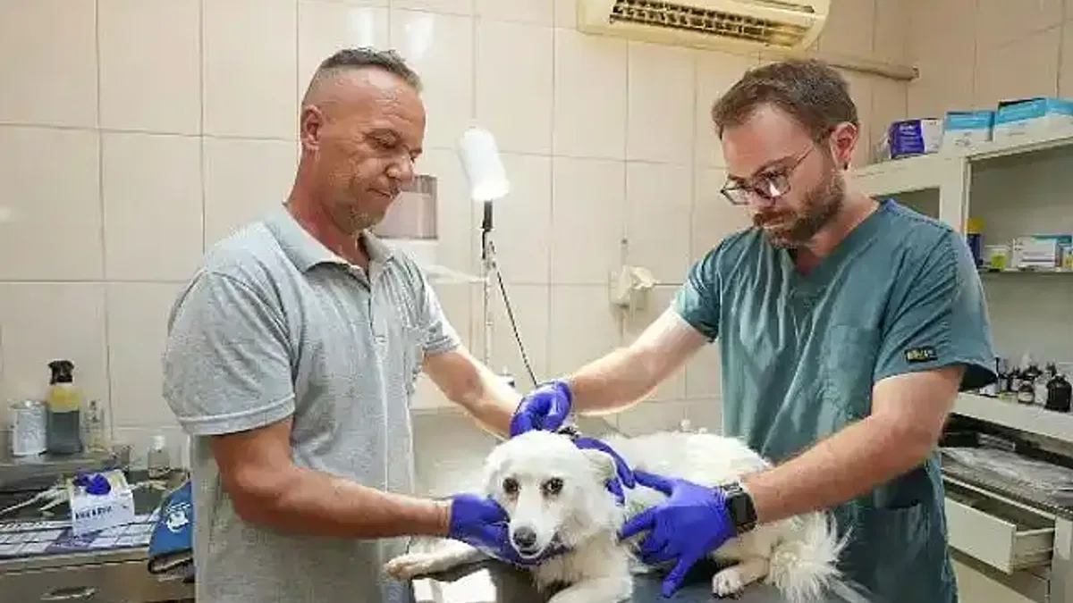 Gaziemir Belediyesi'nden 6 bin 222 can dosta şefkat eli