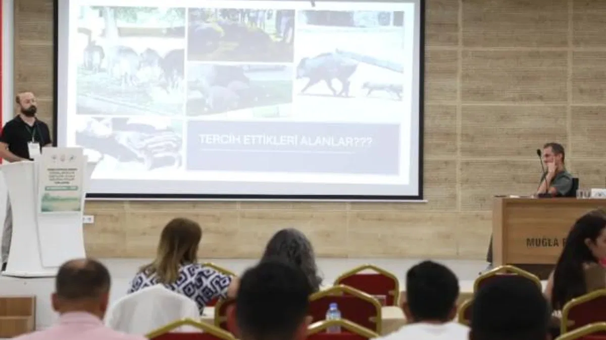 Muğla’da yaban domuzları gündemde