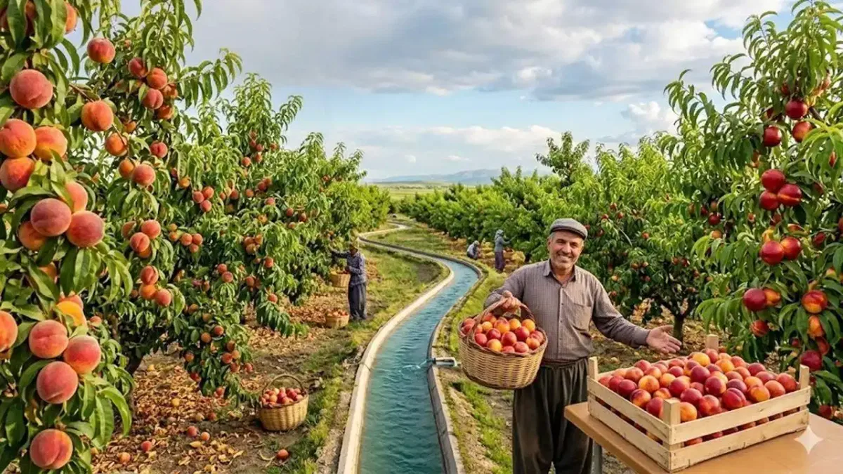 Nektarin ve şeftalide hasat zamanı