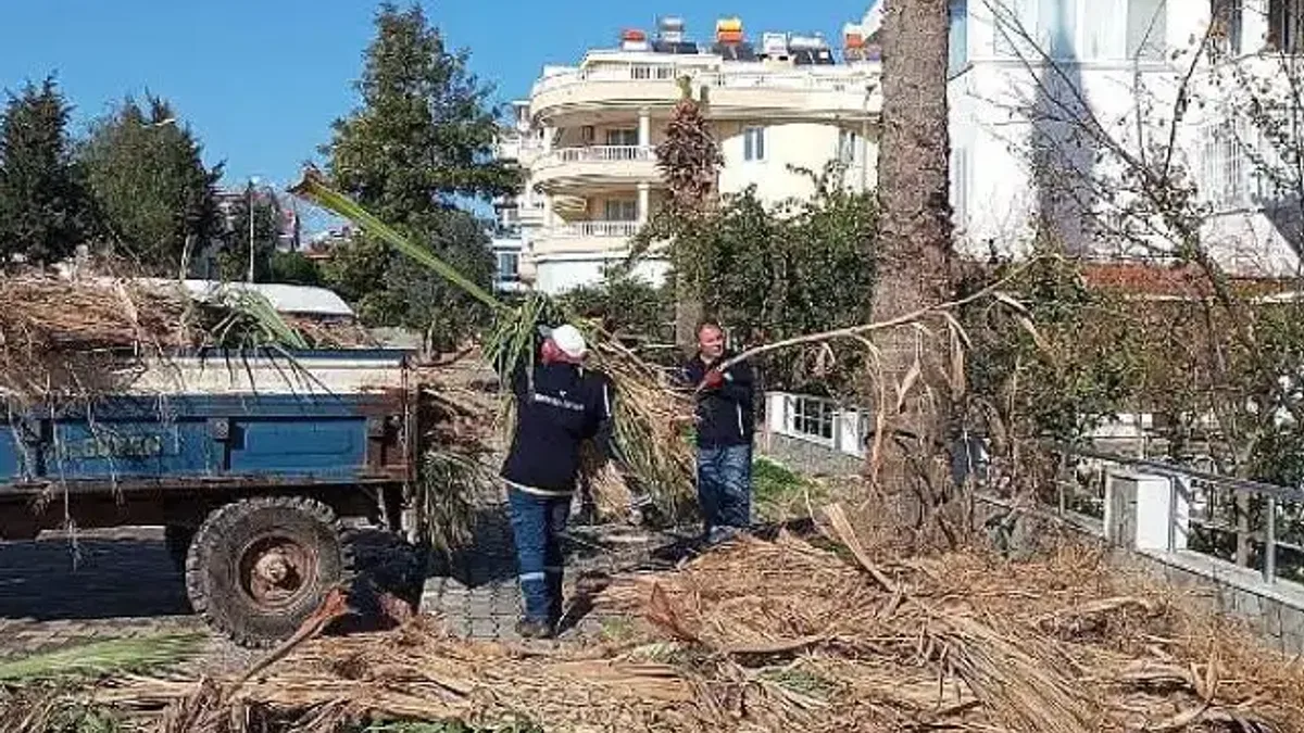 Didim Belediyesi ilçedeki ağaçların kış bakımlarını gerçekleştiriyor