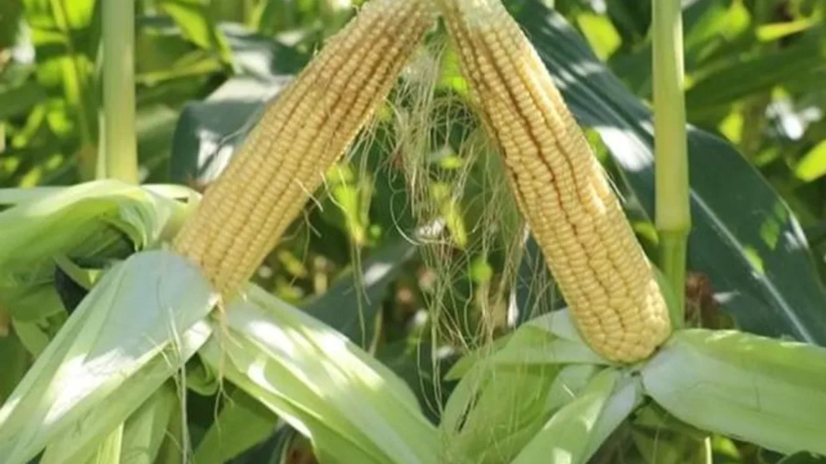 TİGEM’den 4 bin 500 ton silajlık mısır ihalesi