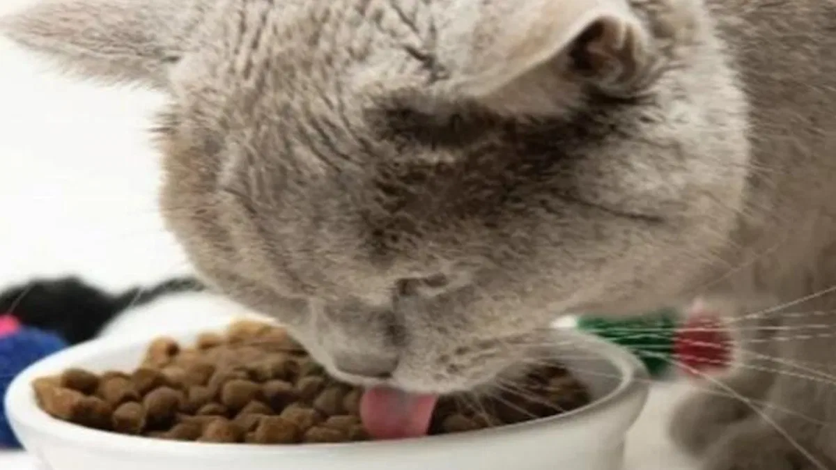 Kedi mamaları cep yakıyor, yaş mama hayal oldu