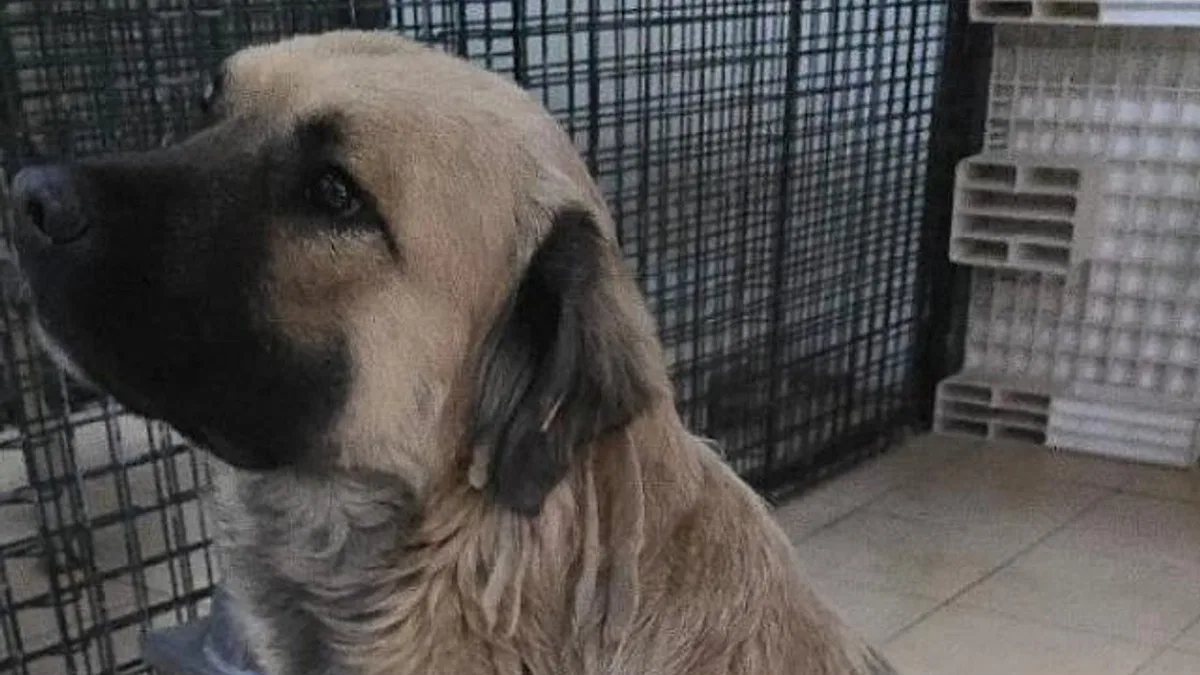 Balçova Belediyesi Can dostlarımız sahiplendirildi, durumları iyi