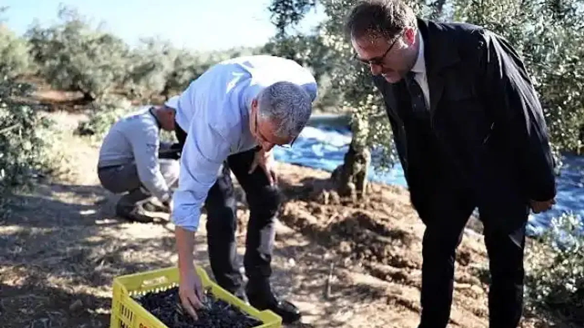 Mudanya Belediyesi zeytin üreticisinin yanında