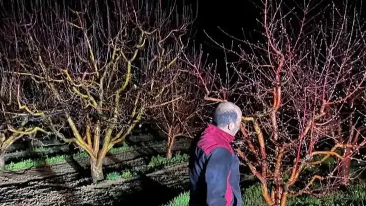 Zirai don alarmı! Ekipler sahada