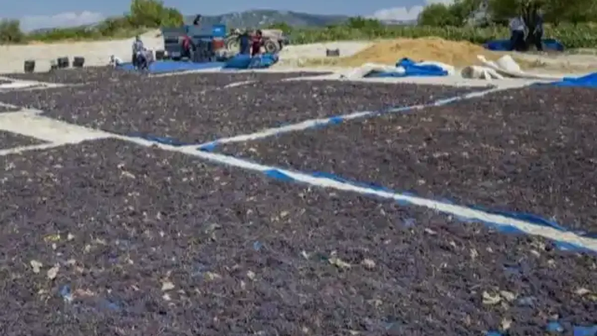 Coğrafi işaretle 'Gülnar Kuş Üzümü' değer kazandı