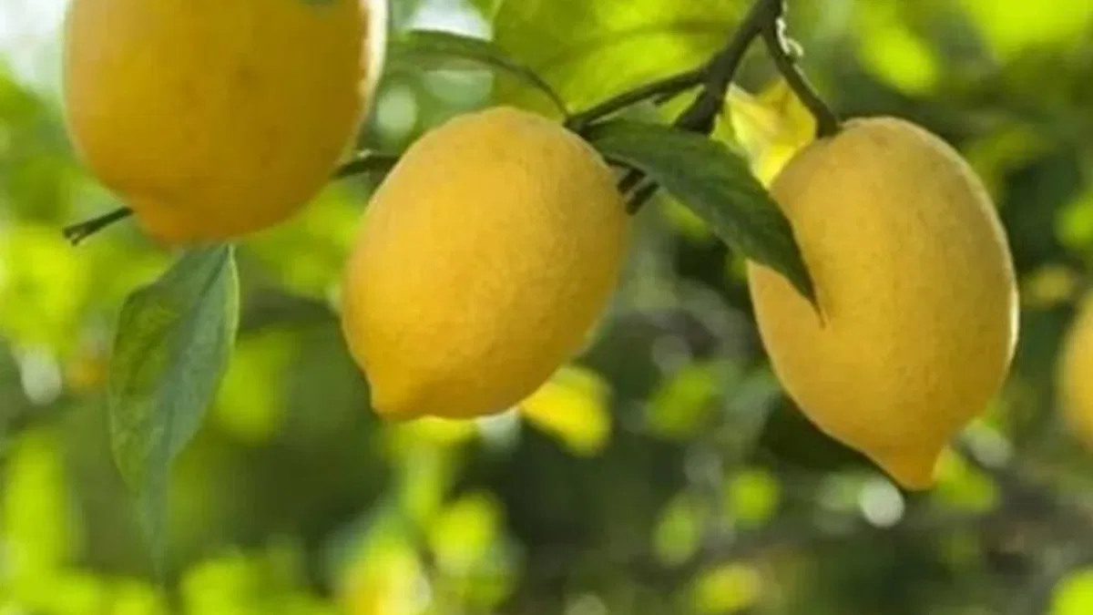 Limon ihracatına geçici kısıtlama!
