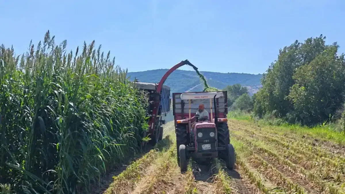 İzmir'de 9,6 ton tohum dağıtıldı