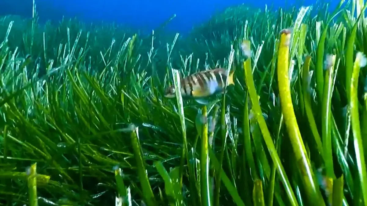 Deniz çayırları Akdeniz'e nefes veriyor... Koruma için Göcek pilot bölge oldu