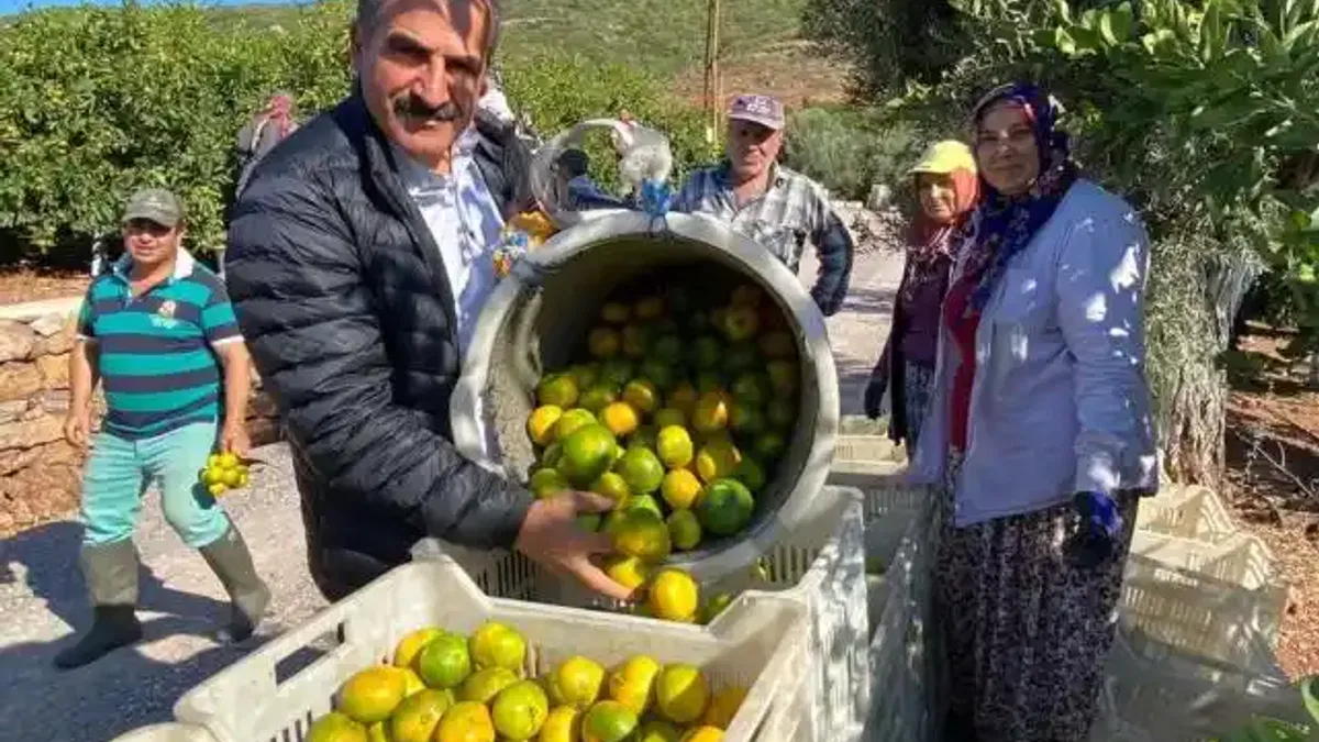 Satsuma mandalinanın ihracat yolculuğu başlıyor