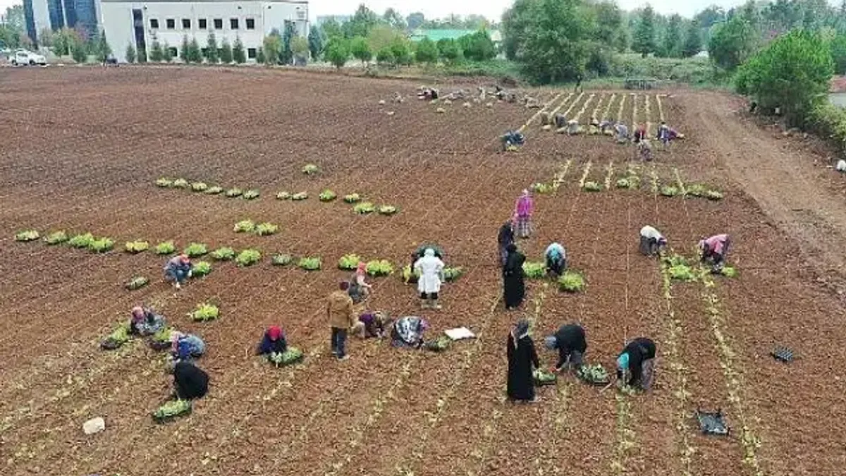 TABİP öğrencilere anlatıldı; 5 milyon fide toprakla buluşturuldu