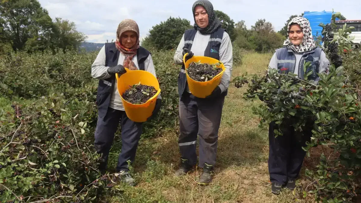 İzmit’te 'süper meyve' aronya hasadında 5. heyecan