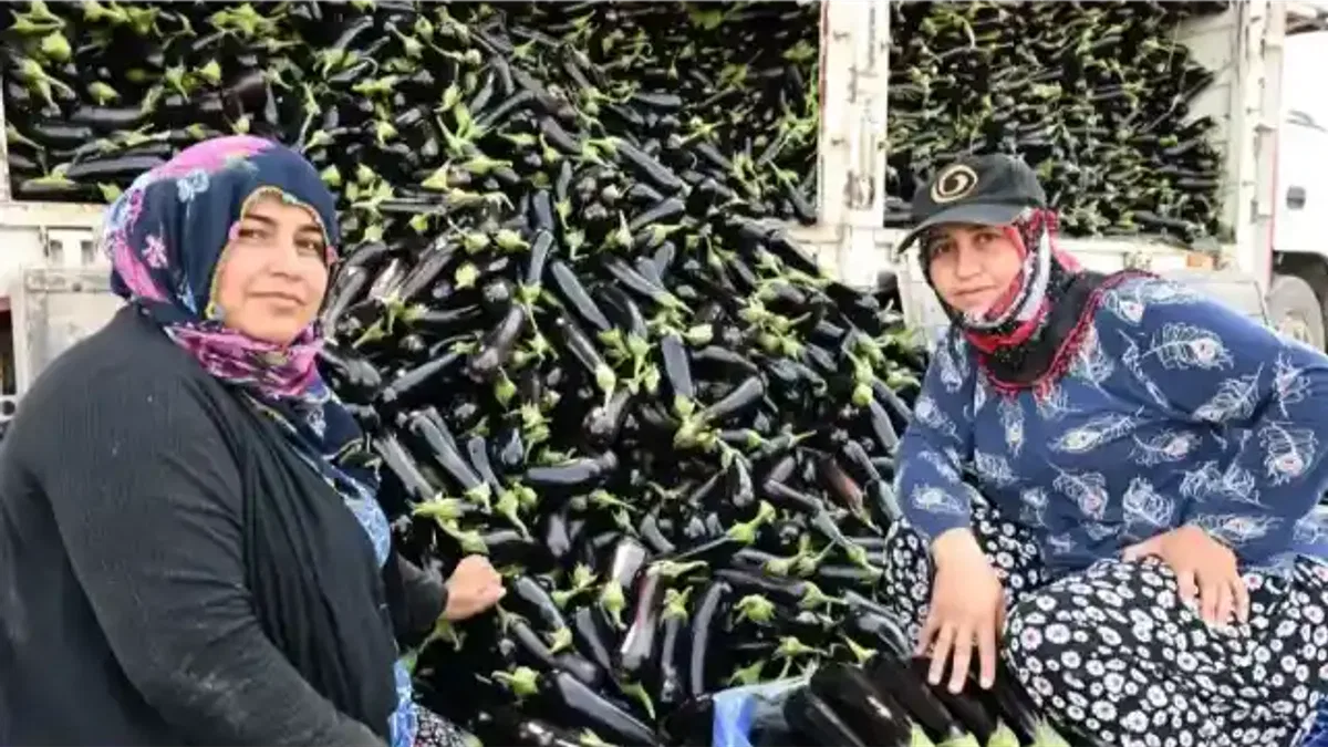 Manisa'da afetzede çiftçinin yüzü gülüyor
