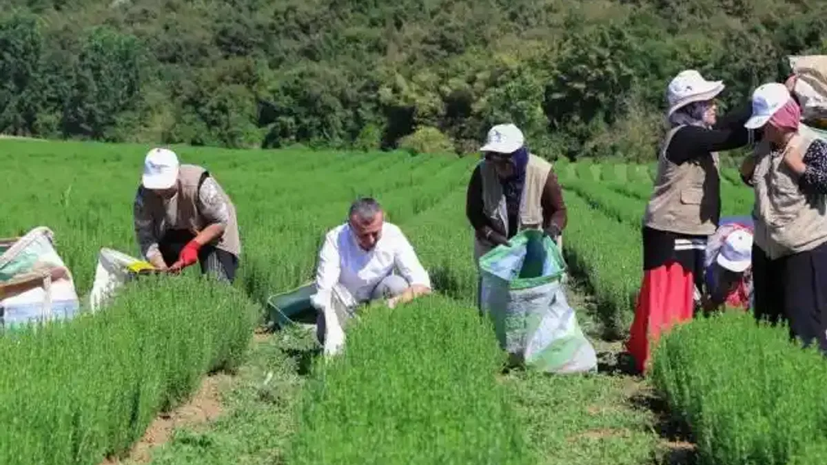 Kocaeli'de Büyükşehir destekliyor, üretim artıyor