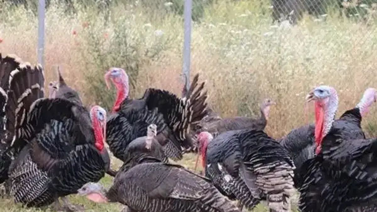 Hindi eti üretimi 9 ayda yüzde 16,7 arttı