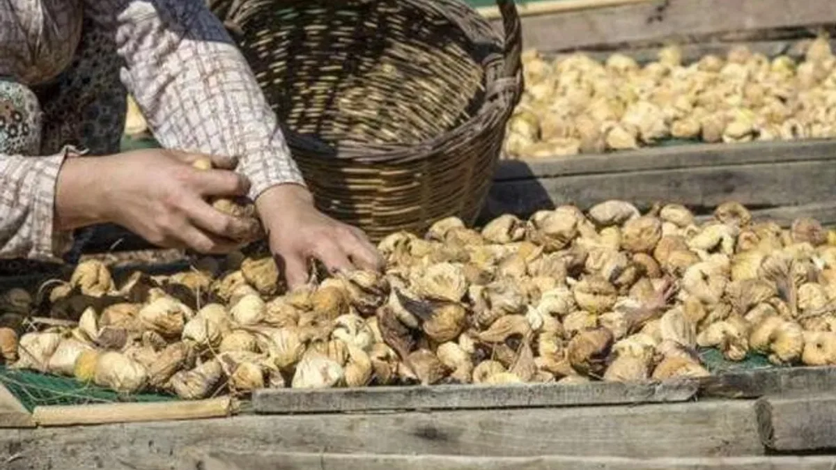 Kuru incir uzak pazarlara yelken açtı... İlk gemi 25 Eylül'de