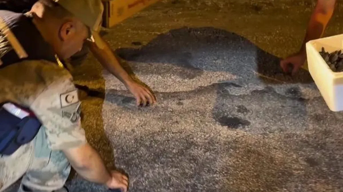 Samandağ’da yavru 'caretta caretta'lar Jandarma eliyle denize ulaştı