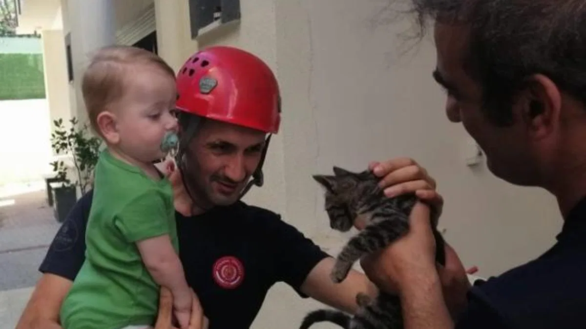 En çok kediler kurtarıldı... İstanbul'da 5 ayda 6 bin hayvan kurtarıldı