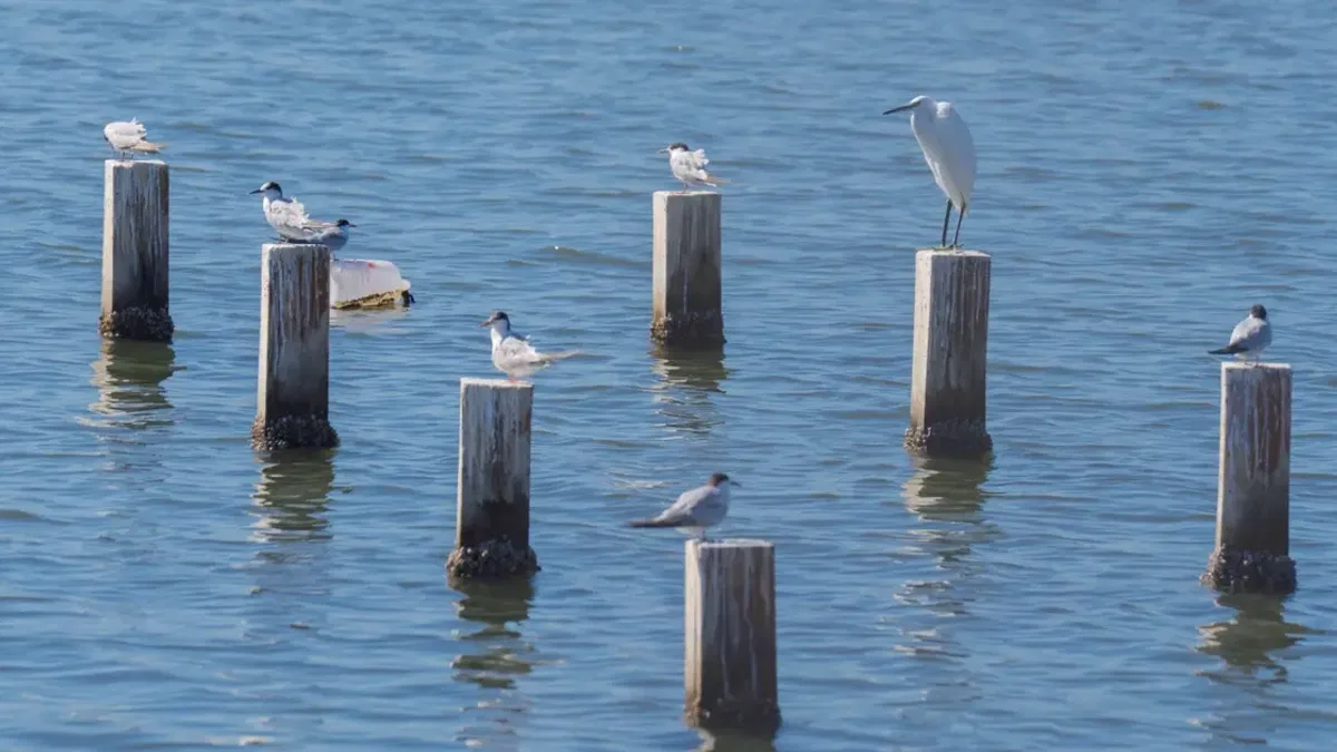İzmir'de doğal doku Flamingo Doğa Parkı’yla canlanıyor