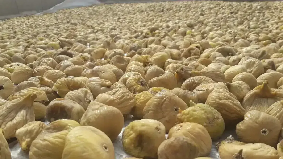 Türk kuru incirinin ihracat yolculuğu başlıyor... Uzakdoğu kuru incirimizi çok sevdi