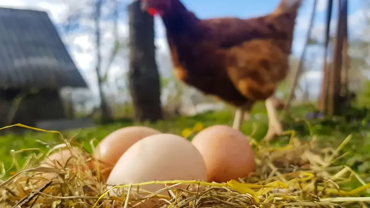 Kümes hayvancılığında üretim arttı! Tavuk yumurtası ve etinde yükseliş