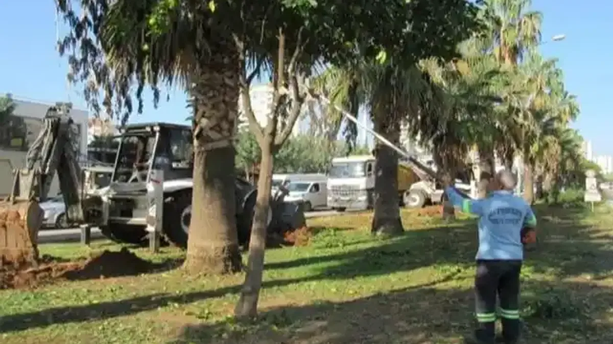 Adana Büyükşehir'den ağaç nakli