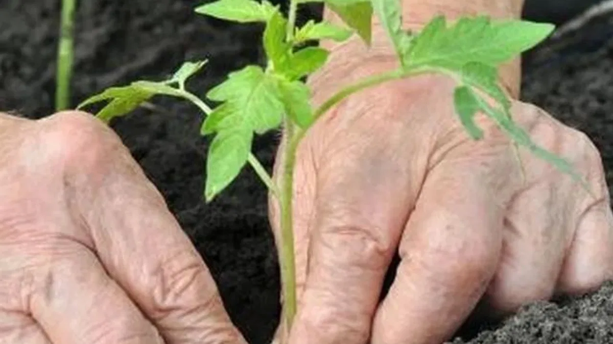 Alzheimer’da bahçeyle uğraşmak hastalığı yavaşlatabilir
