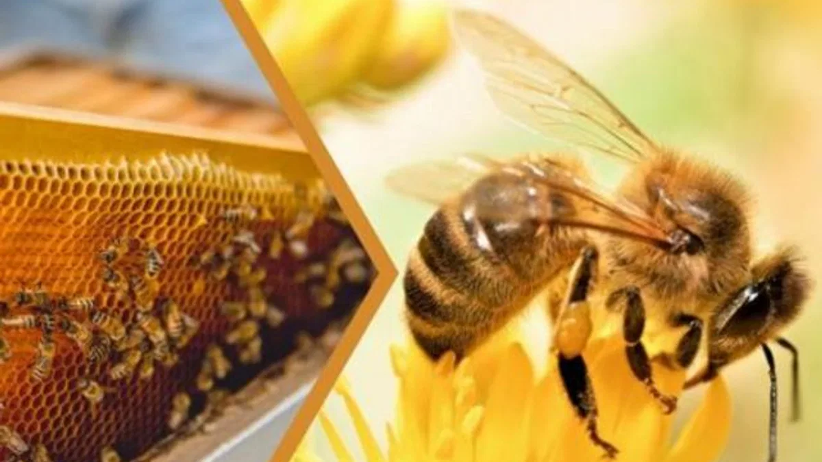 Kovan başı ilave destek geliyor