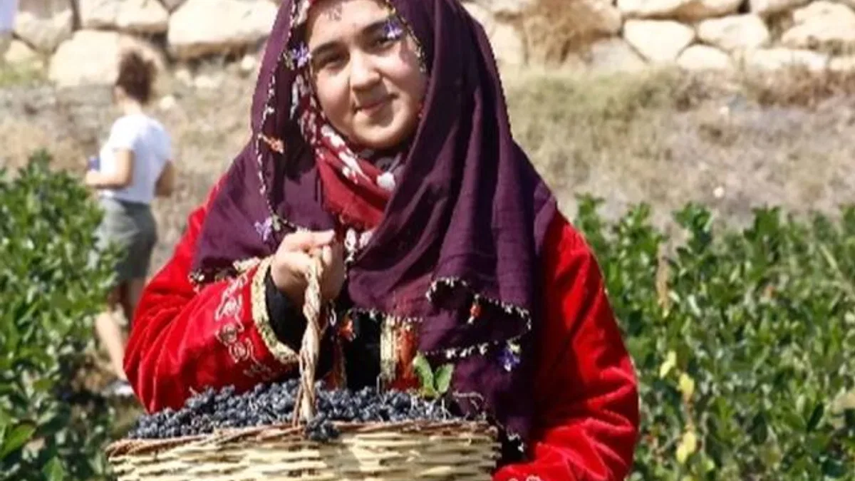 Kilosu 300 liraya satılıyor! Üreticinin yüzü gülüyor