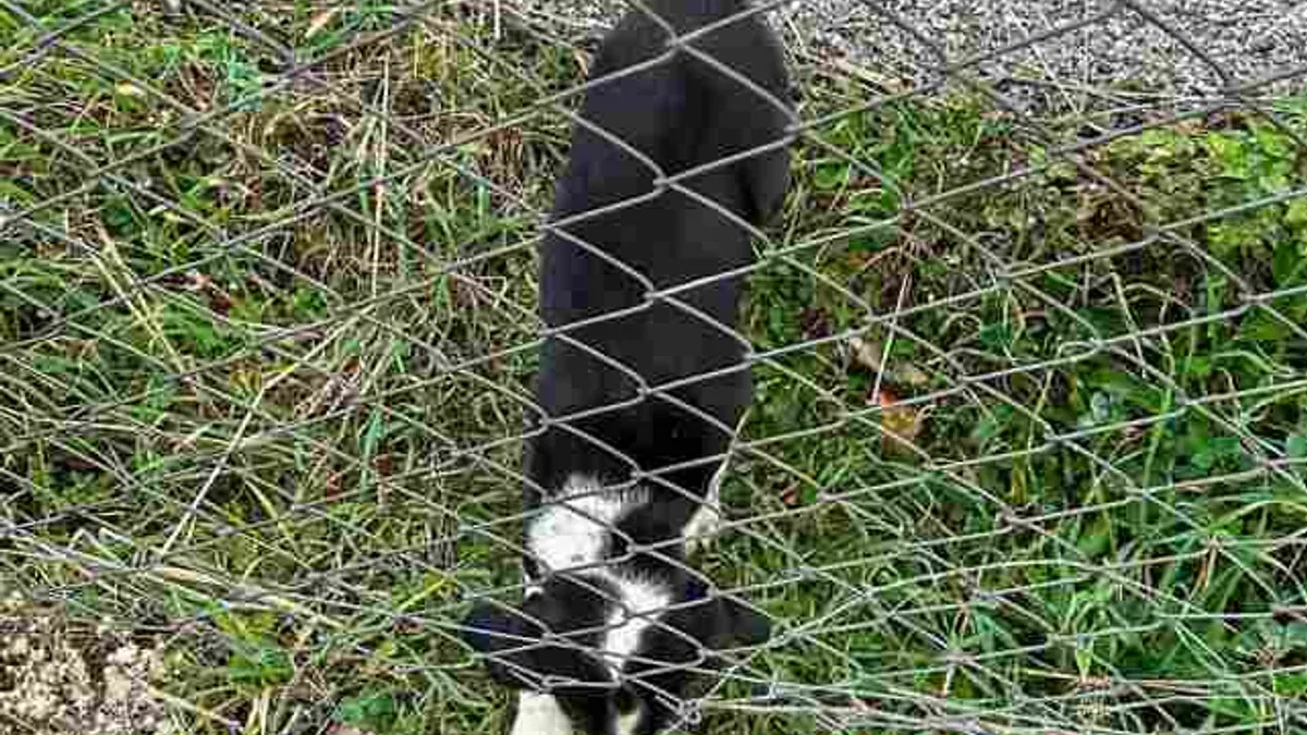 Sakarya'da 11 metrelik çukurdan sağ salim kurtarıldı