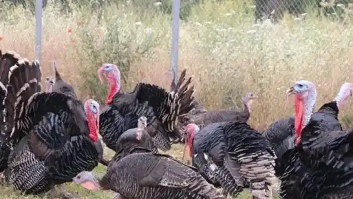 Hindi eti üretimi  8 ayda yüzde 17,1 arttı