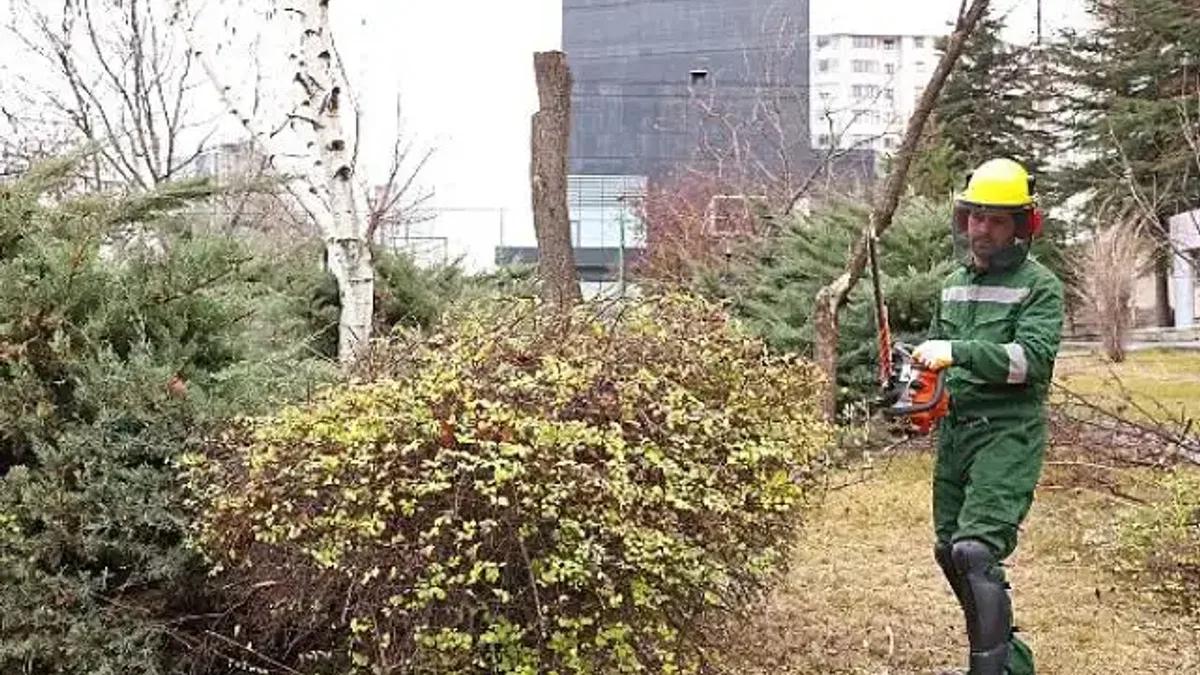 Çankaya'da ağaçlar bahara hazırlanıyor: Parklarda budama çalışmaları devam ediyor