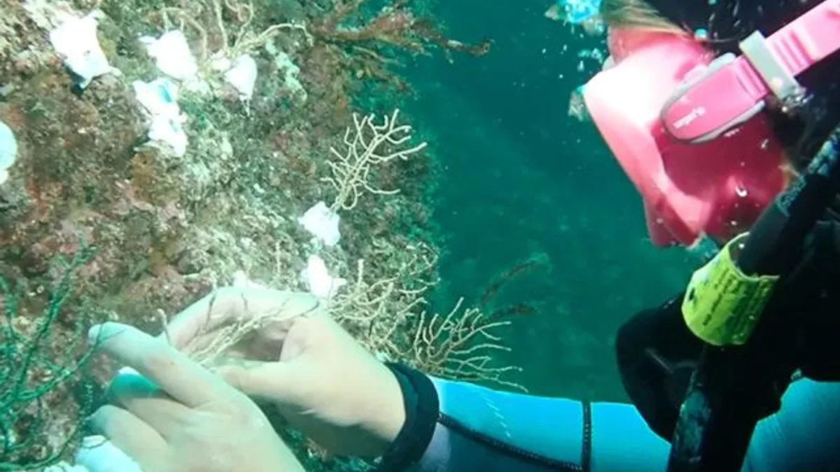 Marmara’da mercan seferberliği! Hasarlı resifler yeniden canlanacak