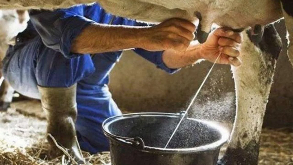 Ticari süt işletmeleri milyon tonu aşkın inek sütü topladı