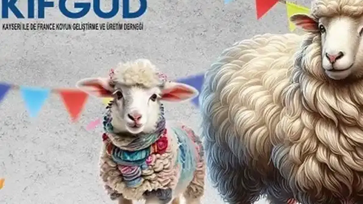 Kayseri Talas'ta France ırkına özel festival