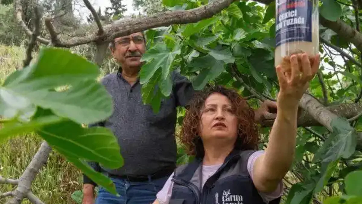 İncirde kalite kaybına karşı İzmir'de doğal mücadele