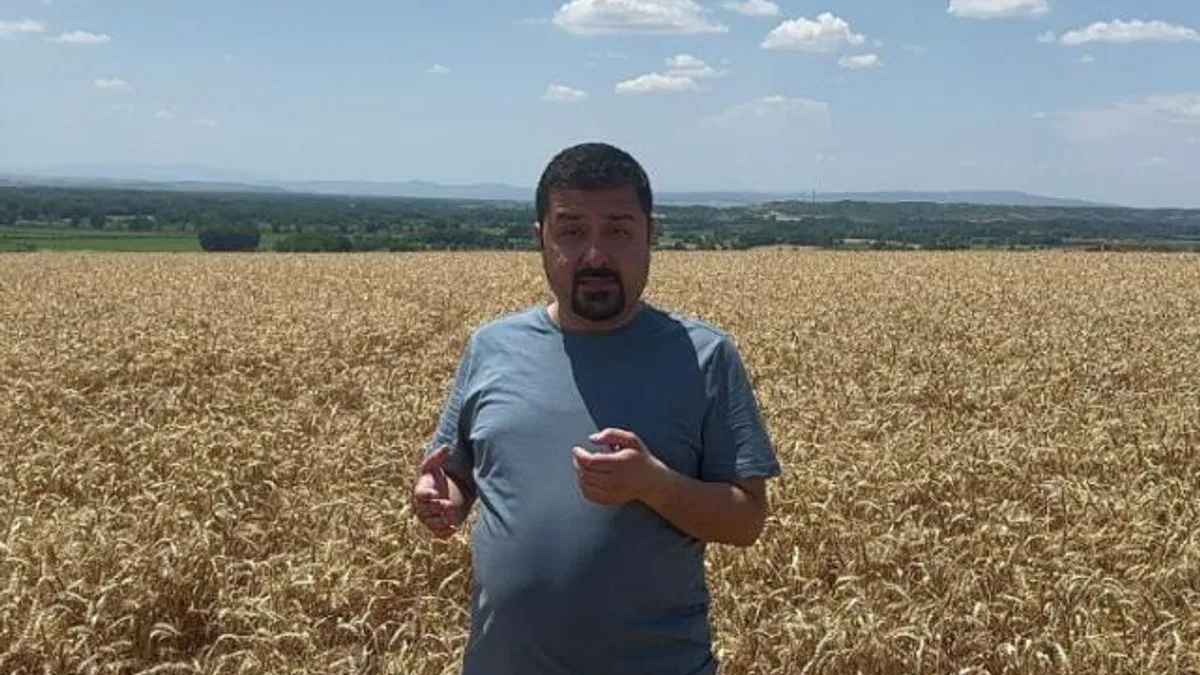 CHP'li vekilden TMO'ya buğday tarlasından tepki