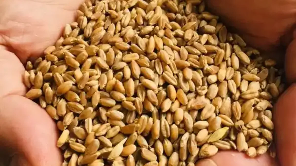 Muğla Milas'ta üreticilere karakılçık buğday tohumu
